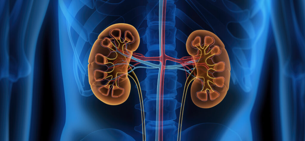 Understanding Chronic Kidney Disease